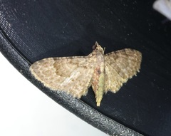 Gymnoscelis taprobanica