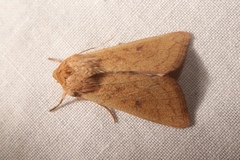 Mythimna vitellina