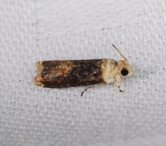 Hedya iophaea