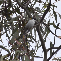 Melithreptus lunatus