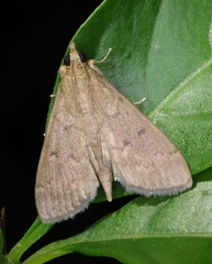 Herpetogramma licarsisalis