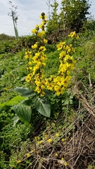 Verbascum