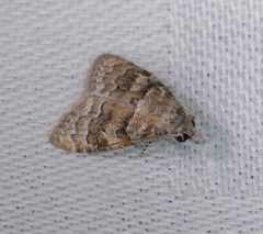 Nola bifascialis