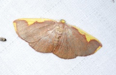 Nothomiza flavicosta