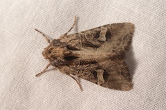Trigonophora jodea