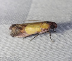 Piesmopoda semilutea