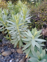 Euphorbia glauca