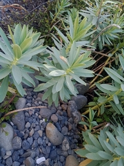 Euphorbia glauca