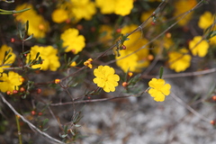 Hibbertia stellaris