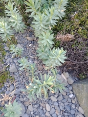 Euphorbia glauca