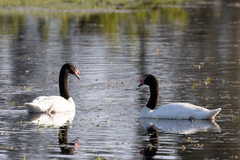 Cygnus melancoryphus