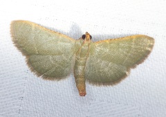 Hypsopygia nannodes