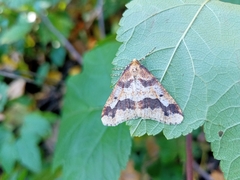 Erannis defoliaria