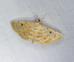 Notarcha aurolinealis