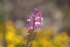 Stylidium brunonianum