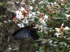 Papilio memnon thunbergii