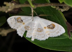 Problepsis vulgaris