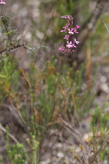 Stylidium brunonianum