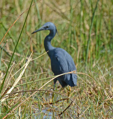 Egretta vinaceigula