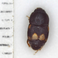 Carpophilus hemipterus