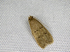 Autosticha modicella