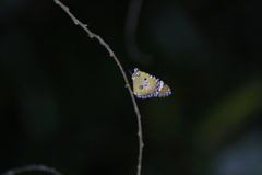 Danaus petilia