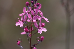 Stylidium brunonianum
