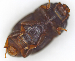 Carpophilus hemipterus