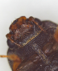 Carpophilus hemipterus