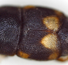 Carpophilus hemipterus