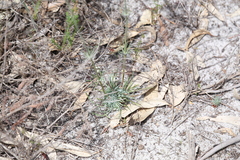 Stylidium brunonianum