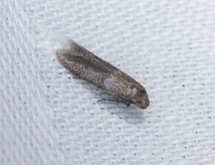 Blastobasis divulgata