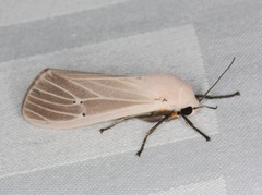 Creatonotos transiens