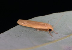 Danielithosia immaculata