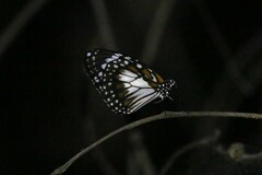 Danaus affinis