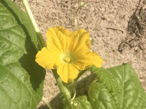 Cucumis melo
