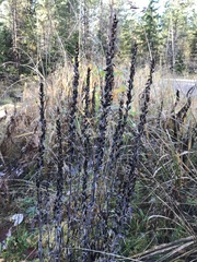 Omalotheca sylvatica