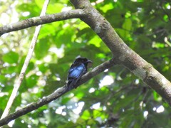 Dicrurus hottentottus