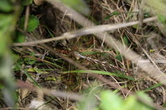 Anaciaeschna jaspidea