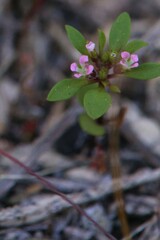 Levenhookia pusilla