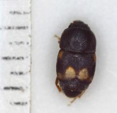 Carpophilus hemipterus