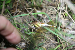 Anaciaeschna jaspidea