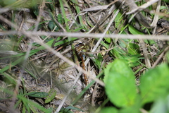 Anaciaeschna jaspidea