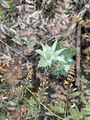 Actinotus helianthi