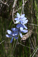Thelymitra crinita