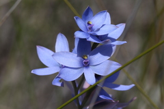 Thelymitra crinita