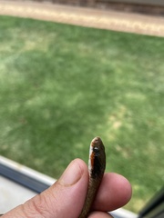 Crotaphopeltis hotamboeia