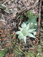 Actinotus helianthi