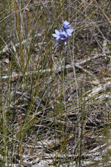 Thelymitra crinita