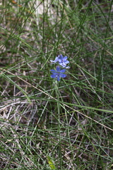 Thelymitra crinita